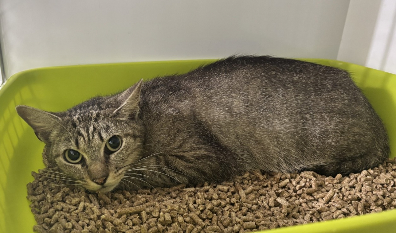 Briska - Chat Européen à adopter