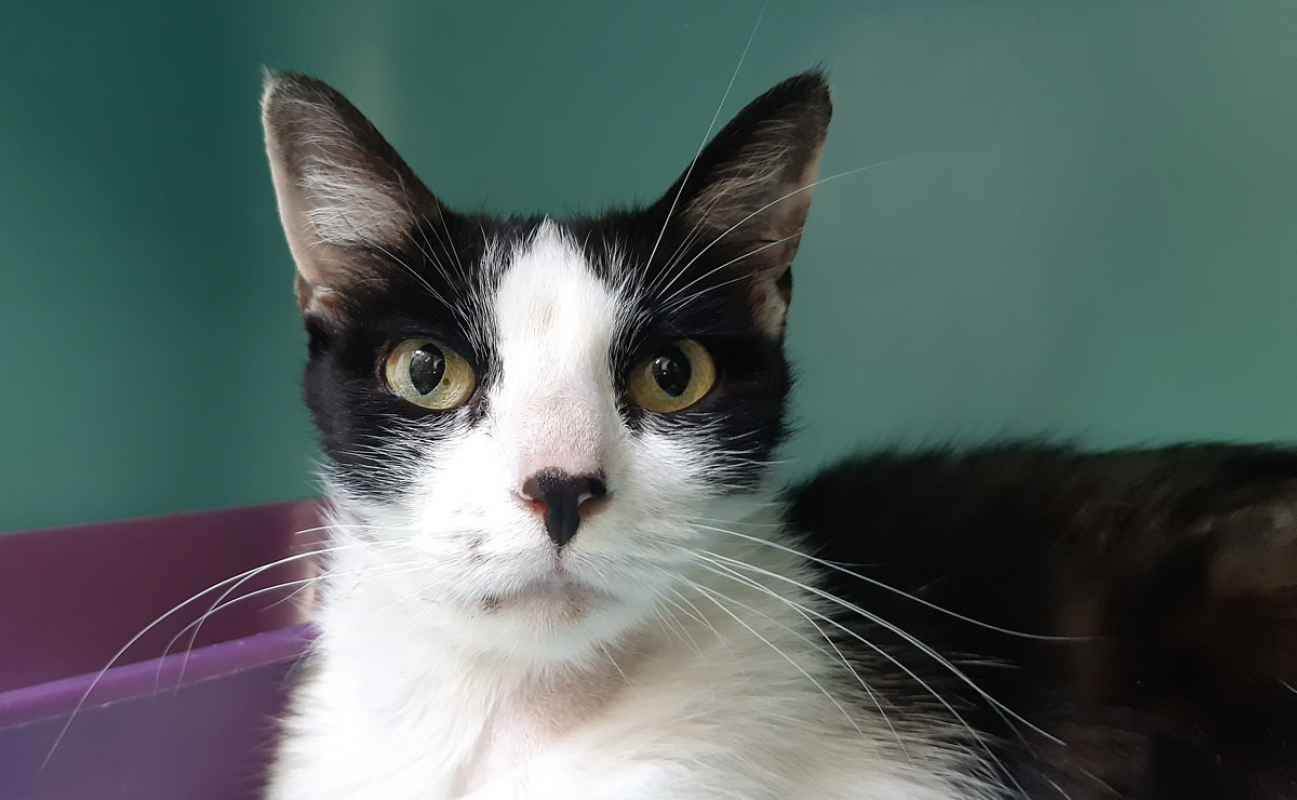 Pista - Chat Européen à adopter