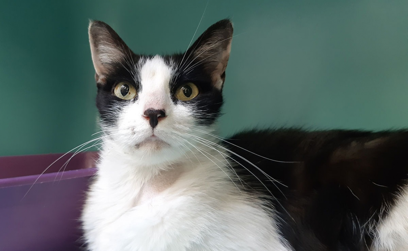 Pista - Chat Européen à adopter - photo 6