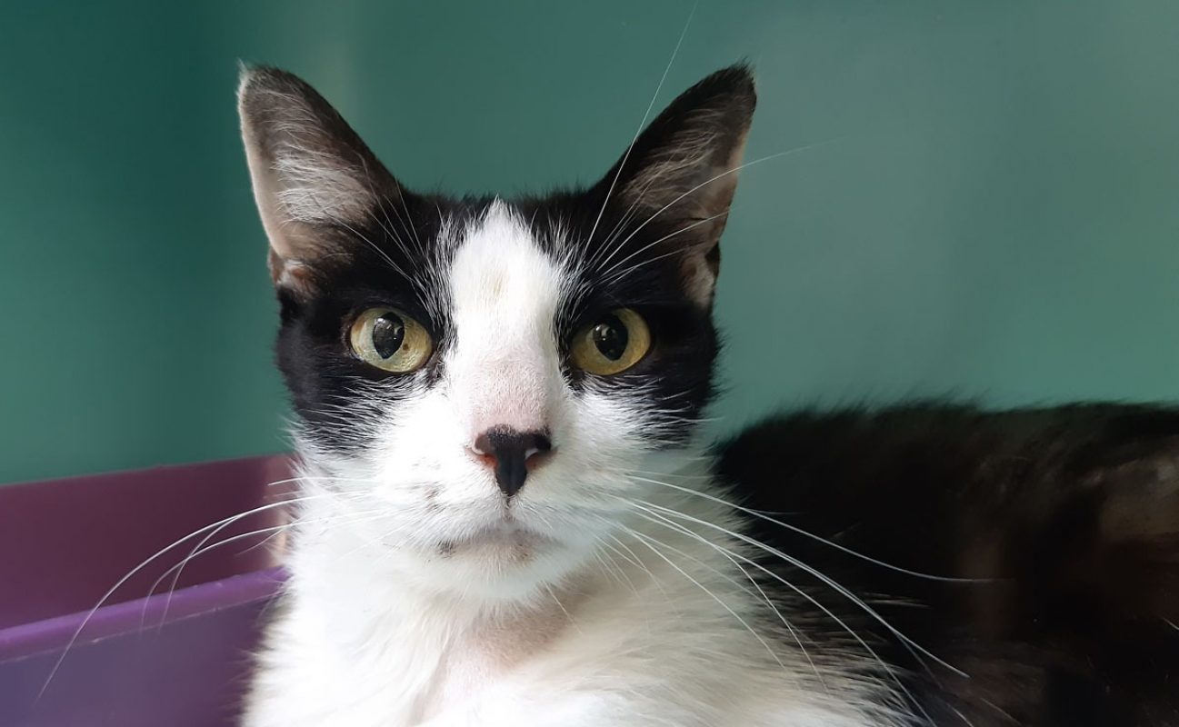 Pista - Chat Européen à adopter