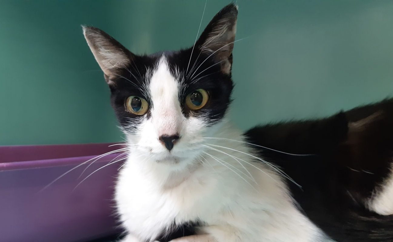 Pista - Chat Européen à adopter - photo 2