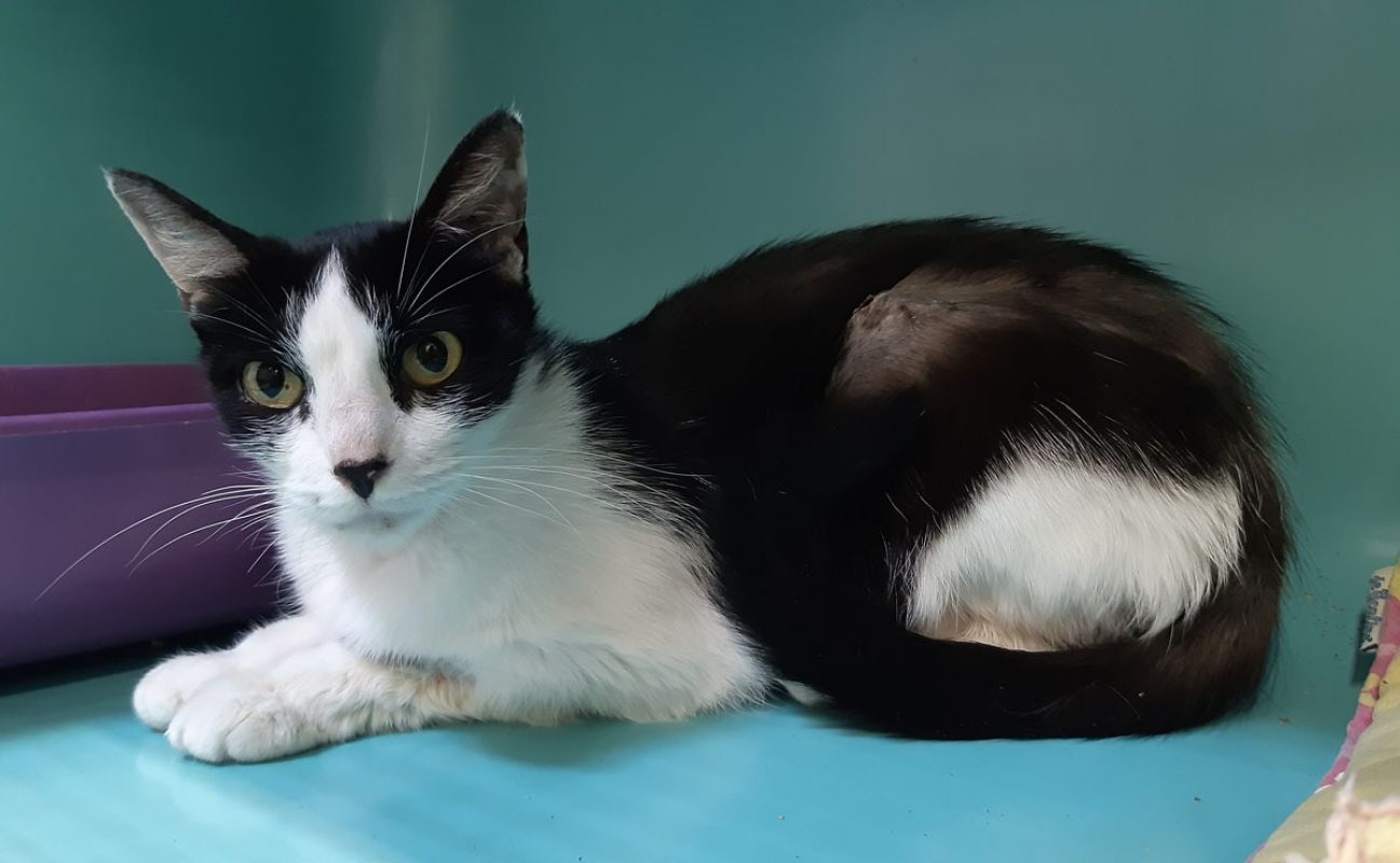 Pista - Chat Européen à adopter - photo 3