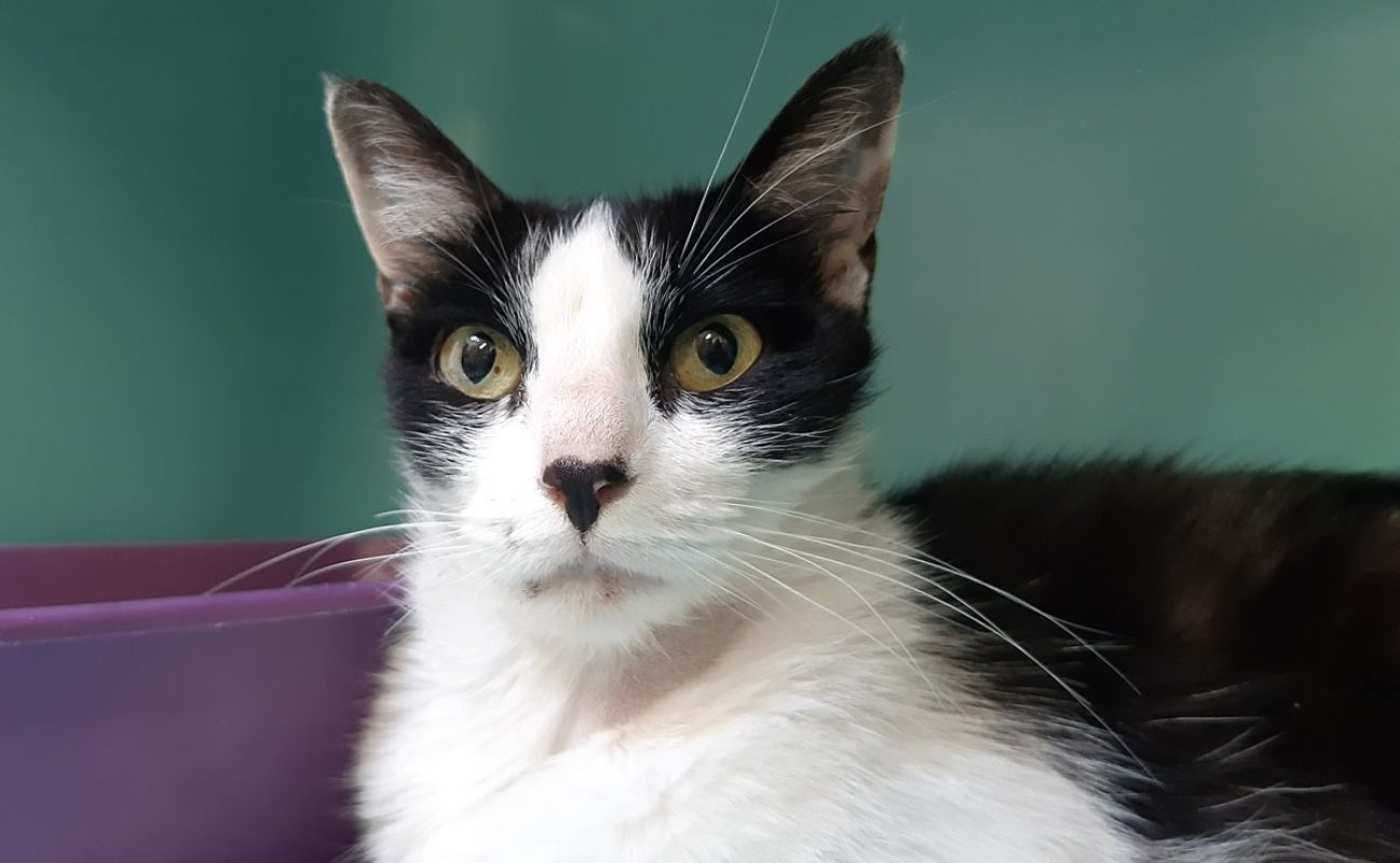 Pista - Chat Européen à adopter - photo 5