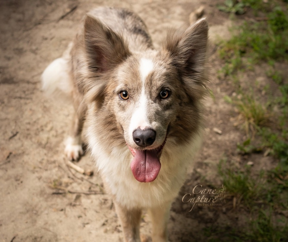 Ulala - Chien Border Collie à adopter