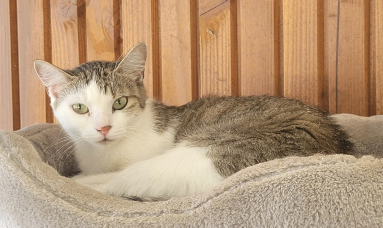 Ruby - Chat Européen à adopter