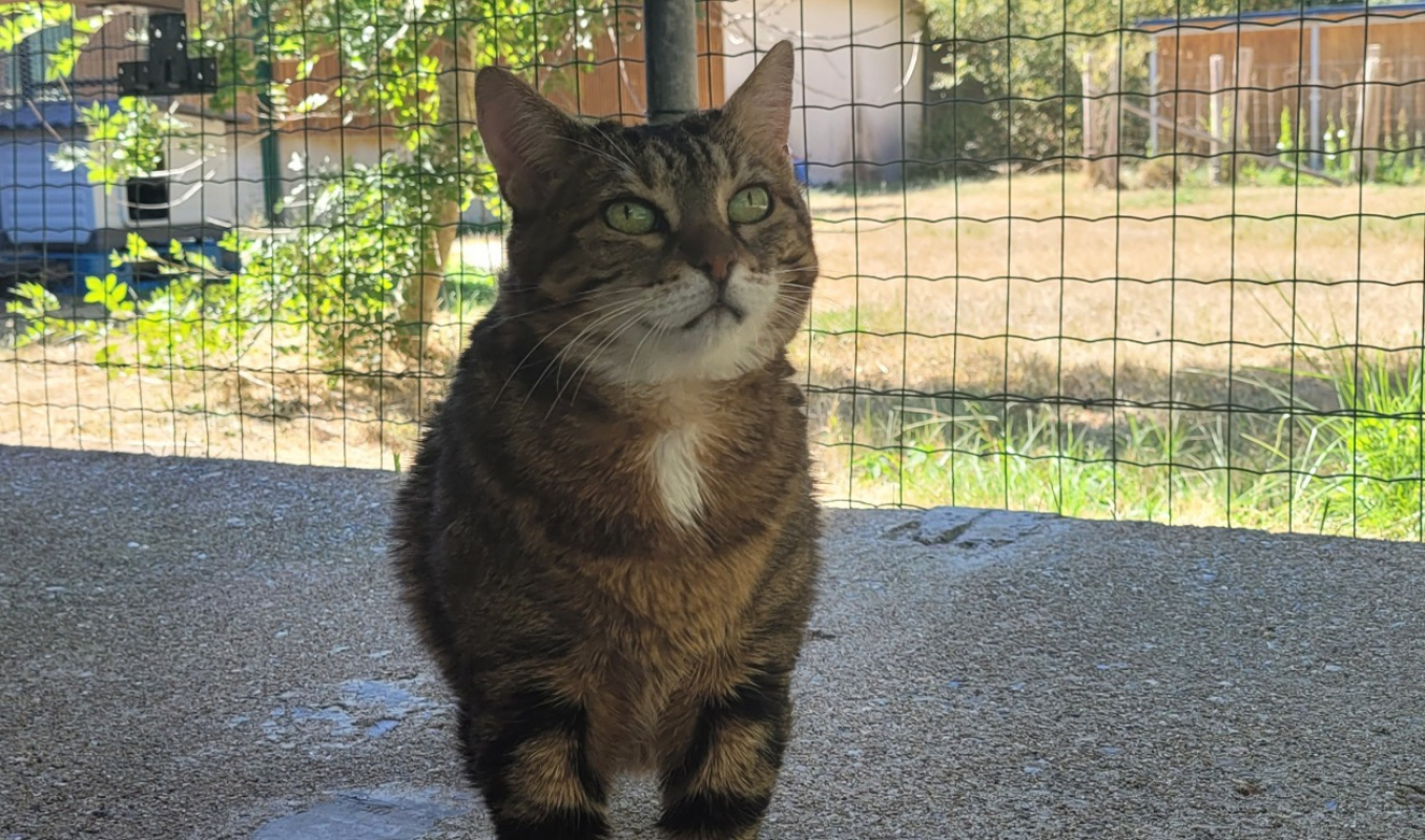 Dareen - Chat Européen à adopter