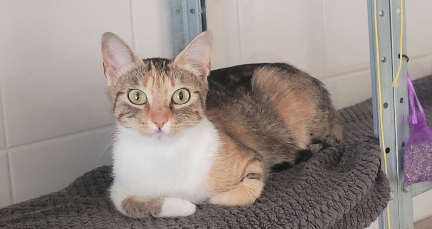Danouk - Chat Européen à adopter