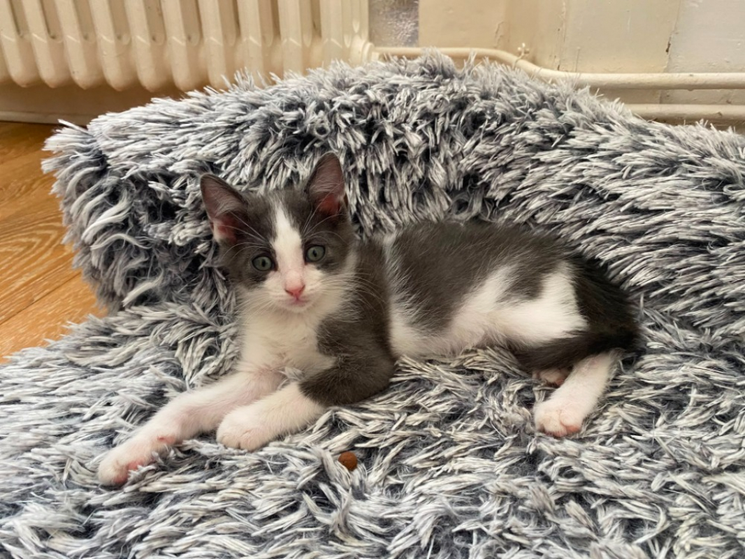 Katemik - Chat Européen à adopter