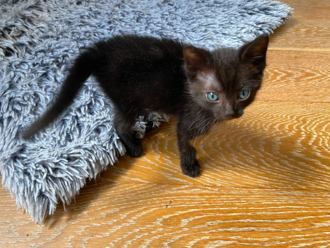 Kata - Chat Européen à adopter