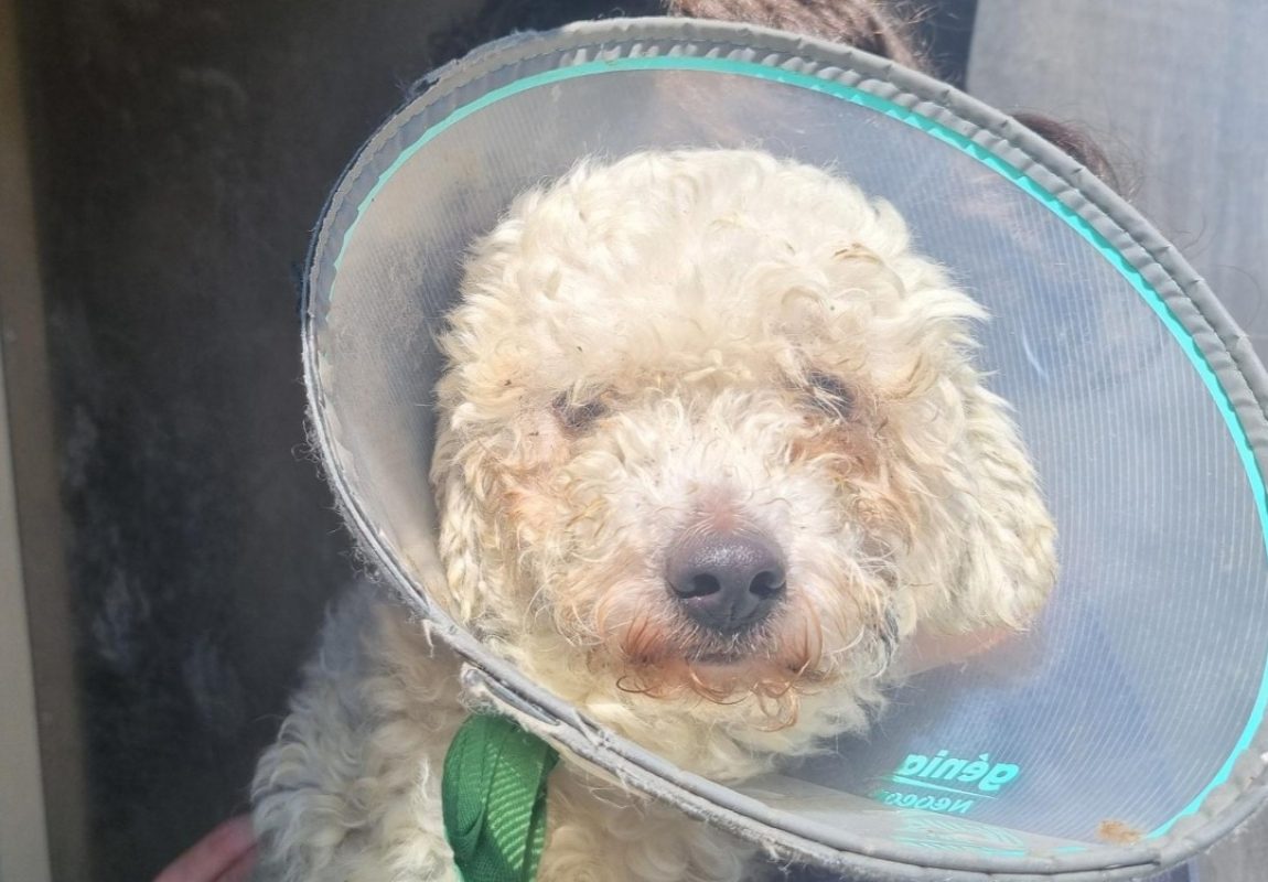 Cloud - Chien Bichon à poil frisé à adopter