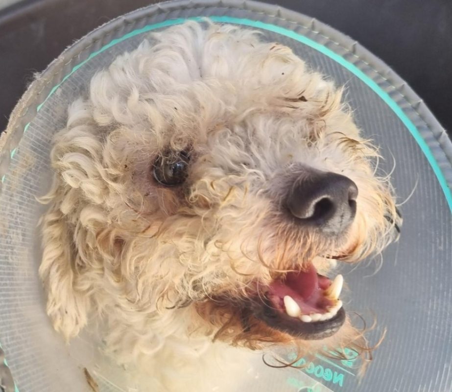 Cloud - Chien Bichon à poil frisé à adopter - photo 2