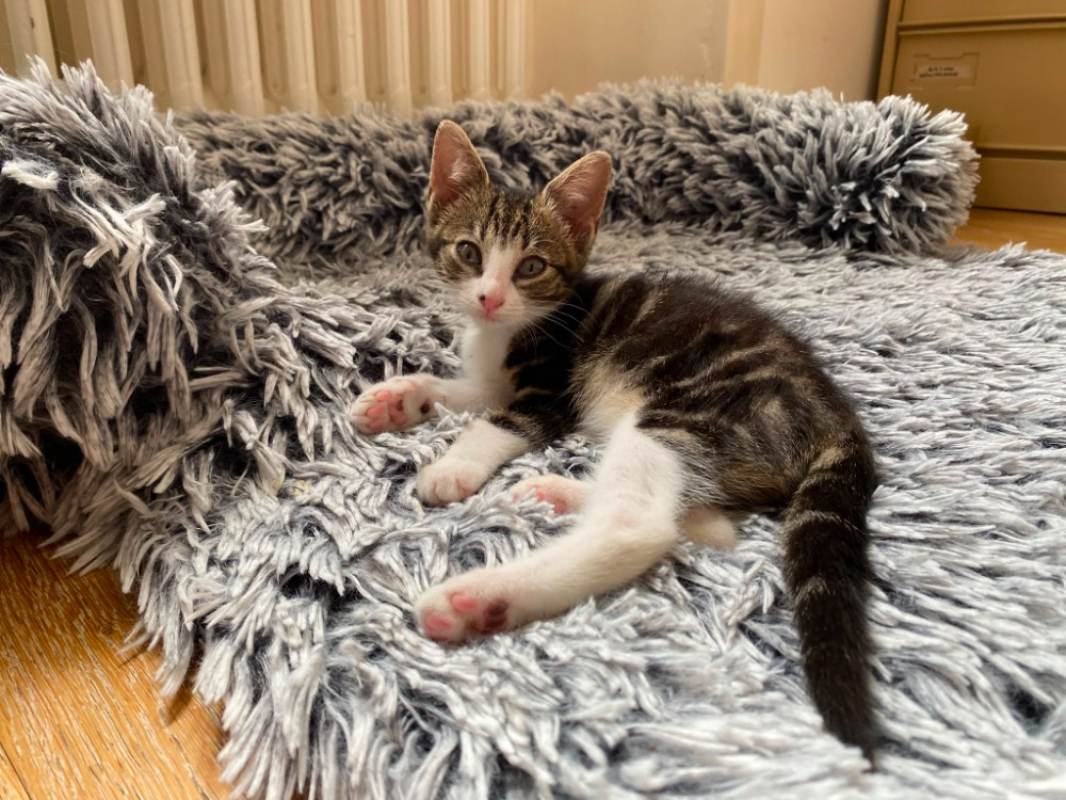 Libunga - Chat Européen à adopter