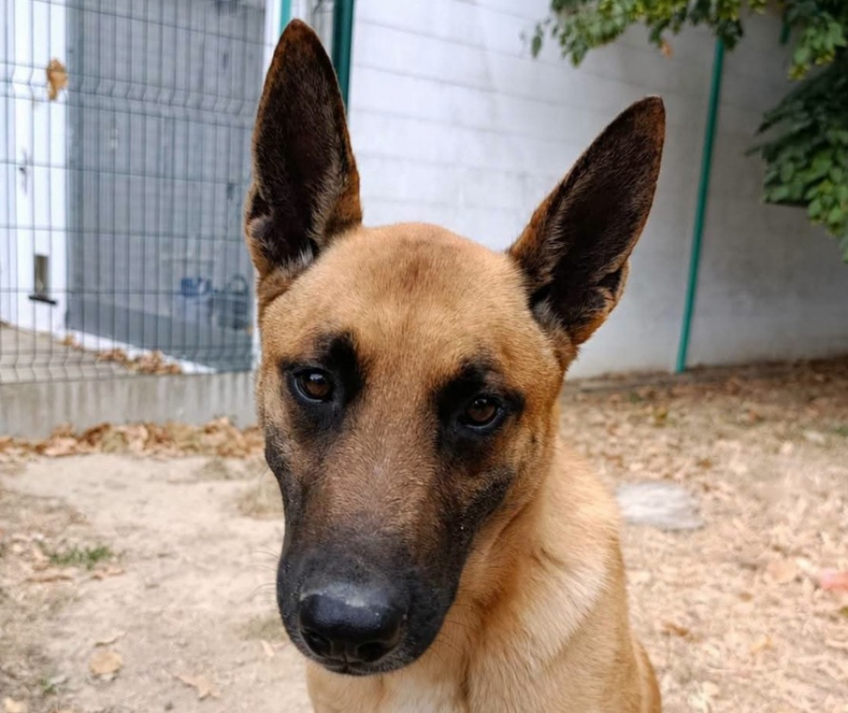 Doxy - Chien Berger Belge Malinois à adopter