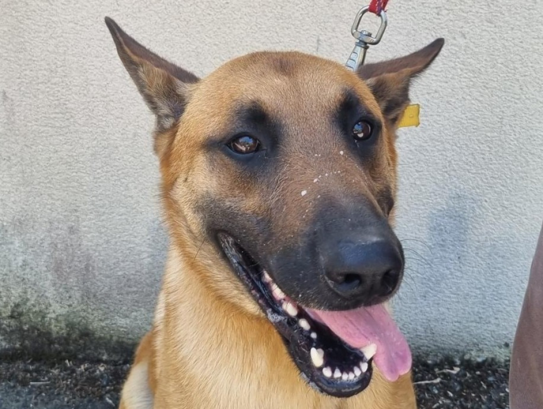 Doxy - Chien Berger Belge Malinois à adopter - photo 2
