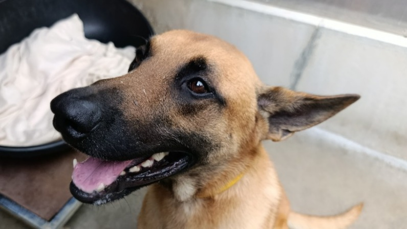 Doxy - Chien Berger Belge Malinois à adopter - photo 3