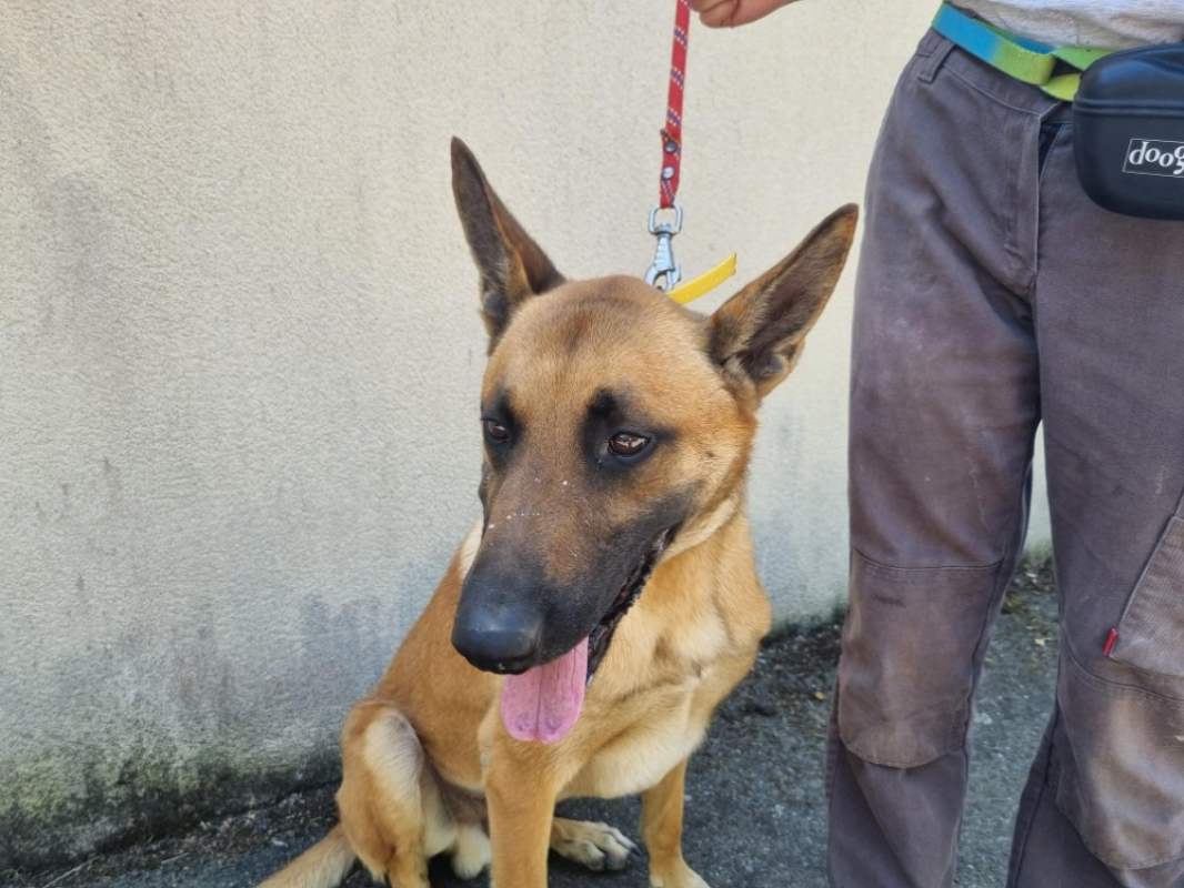 Doxy - Chien Berger Belge Malinois à adopter - photo 4