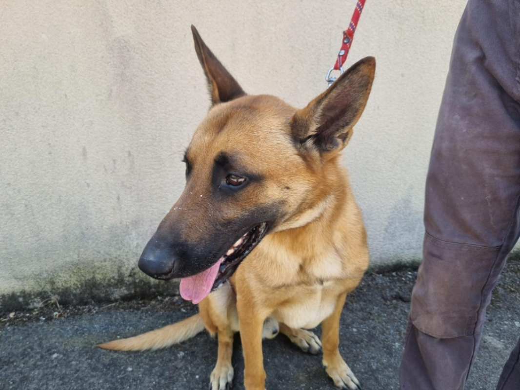 Doxy - Chien Berger Belge Malinois à adopter - photo 5