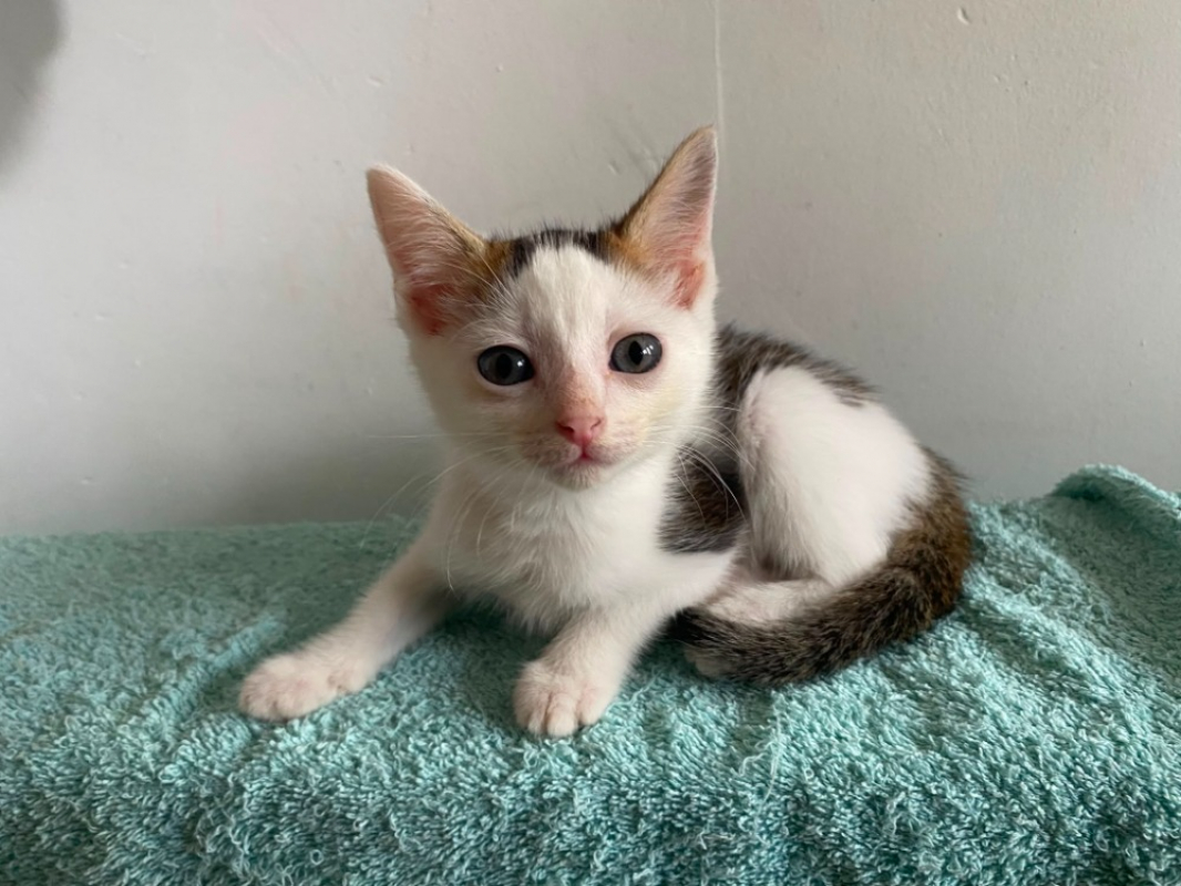 Kluda - Chat Européen à adopter