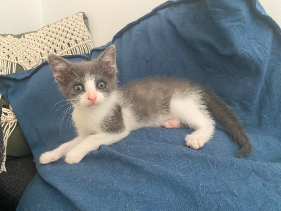 Sasi - Chat Européen à adopter