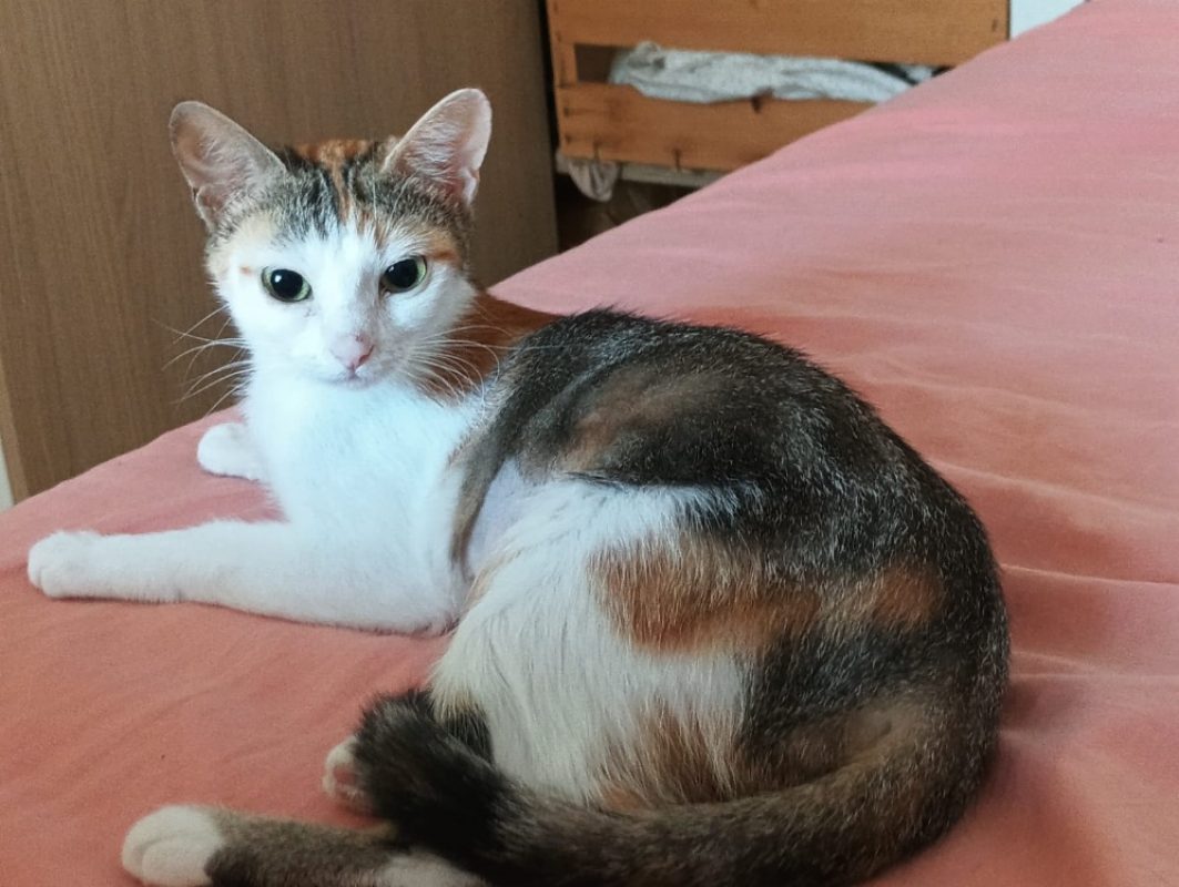 Ezgi - Chat Européen à adopter