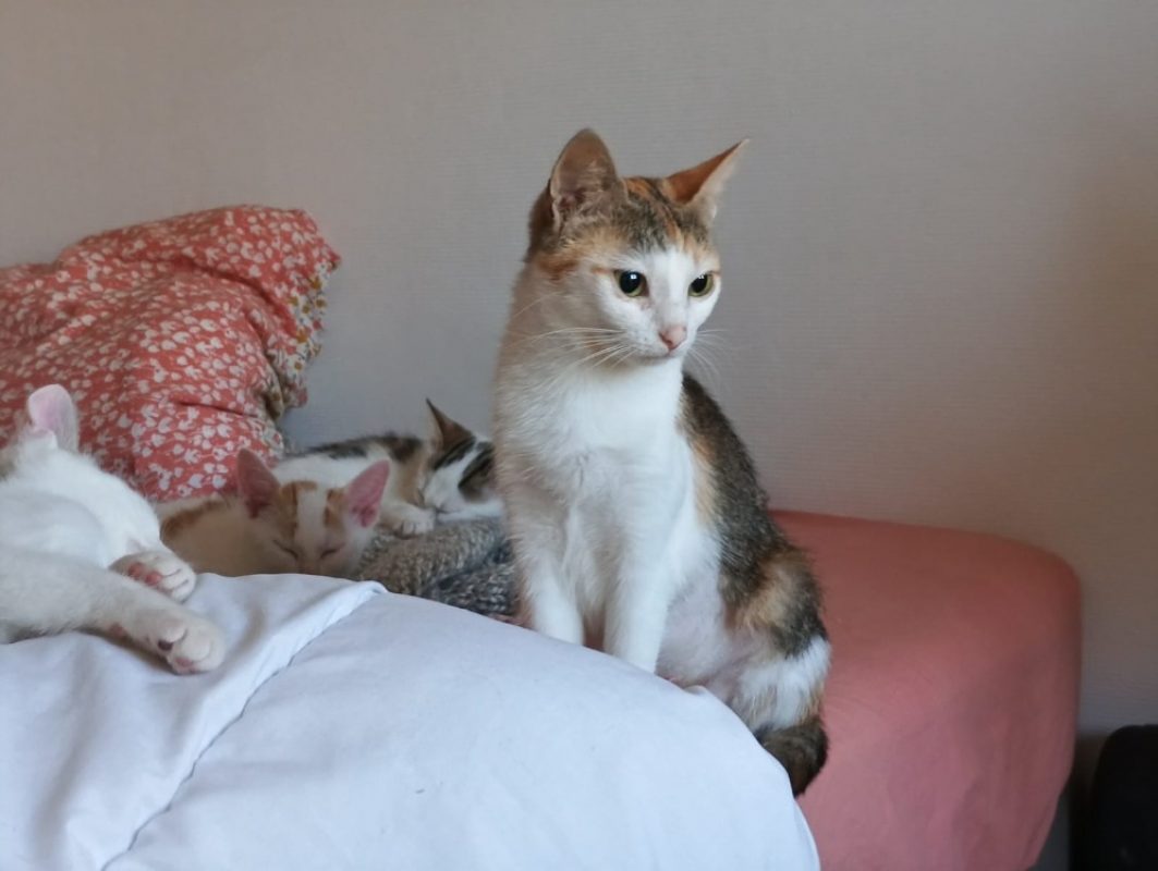 Ezgi - Chat Européen à adopter - photo 2