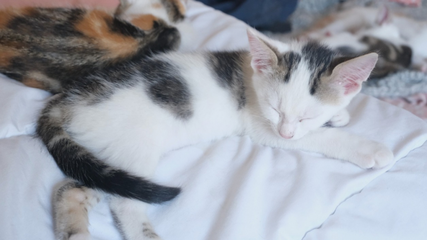 Eireen - Chat Européen à adopter