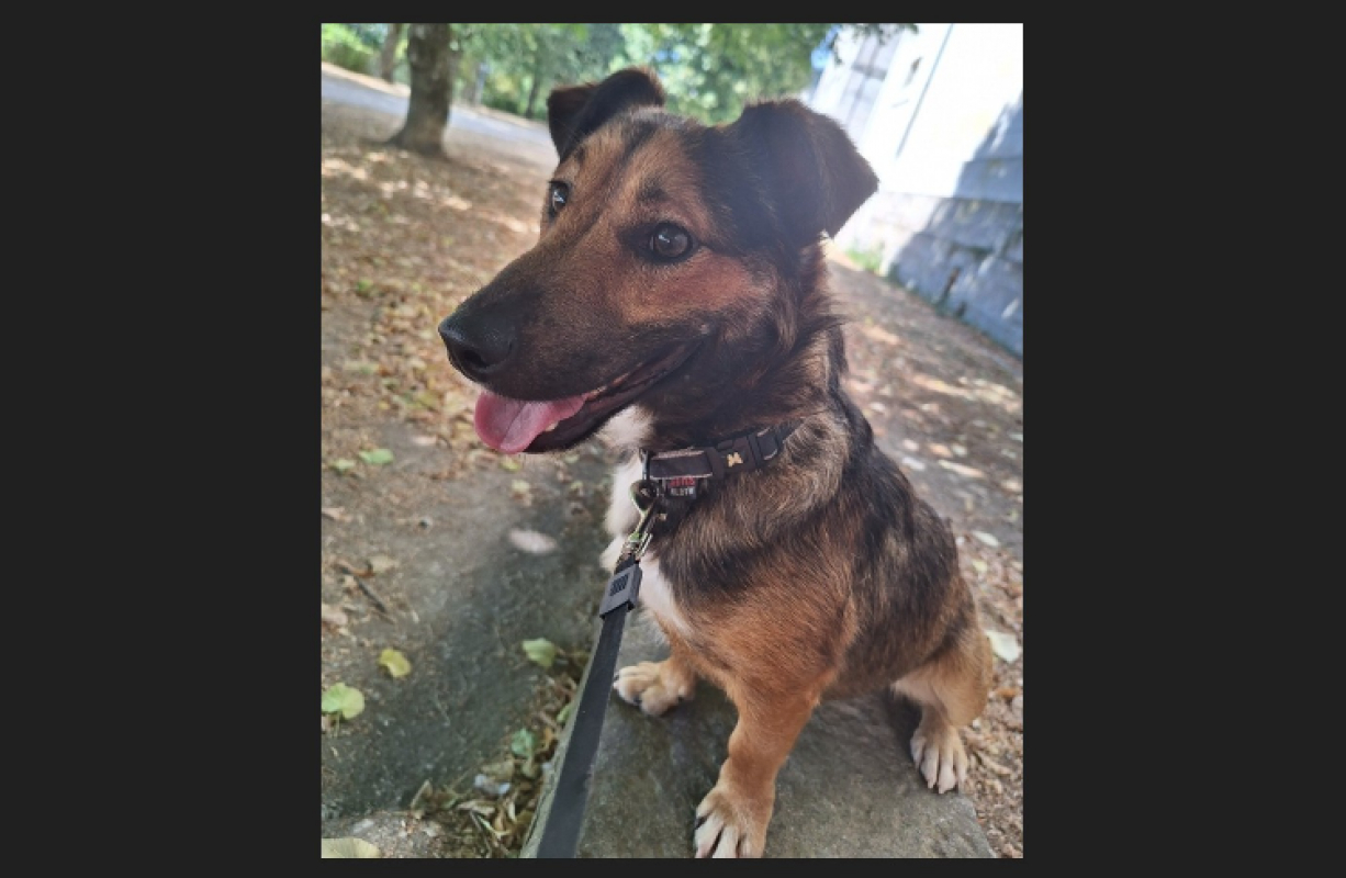 Baguy - Chien Teckel à adopter