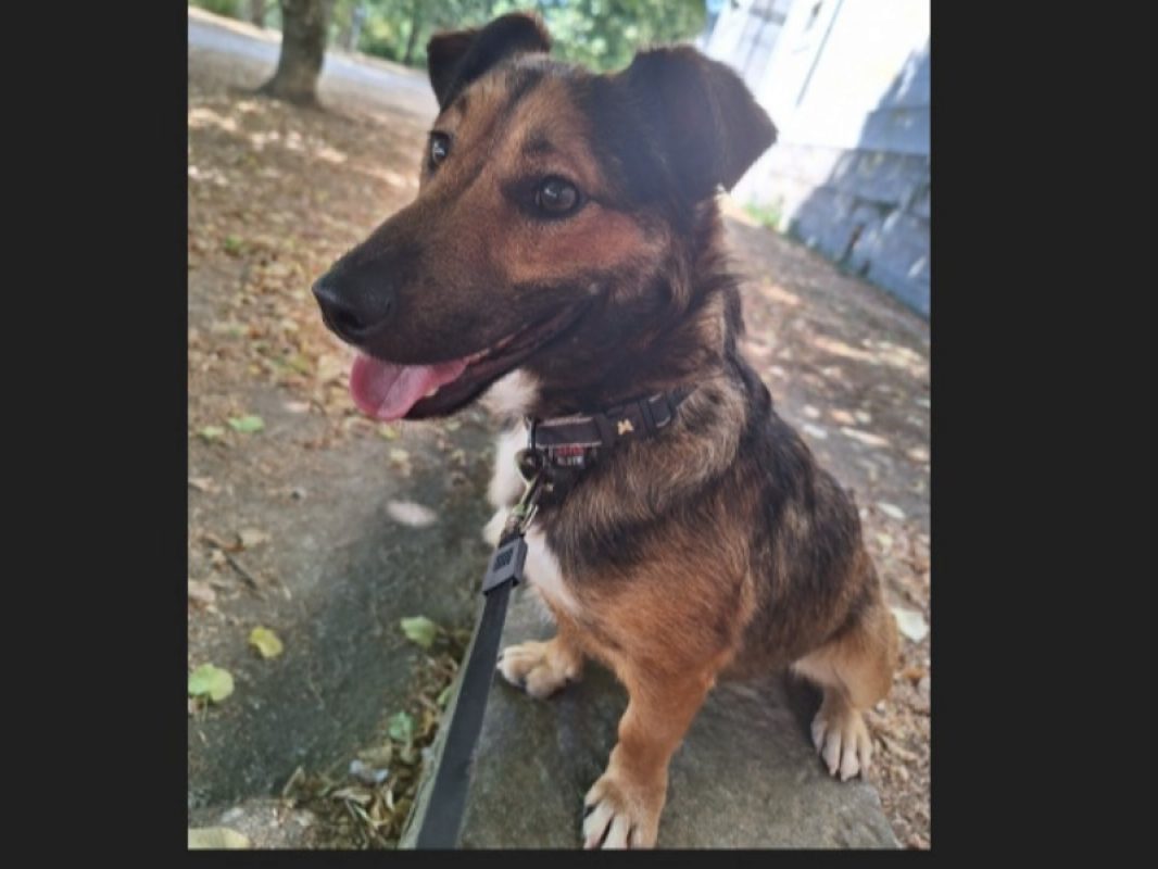 Baguy - Chien Teckel à adopter