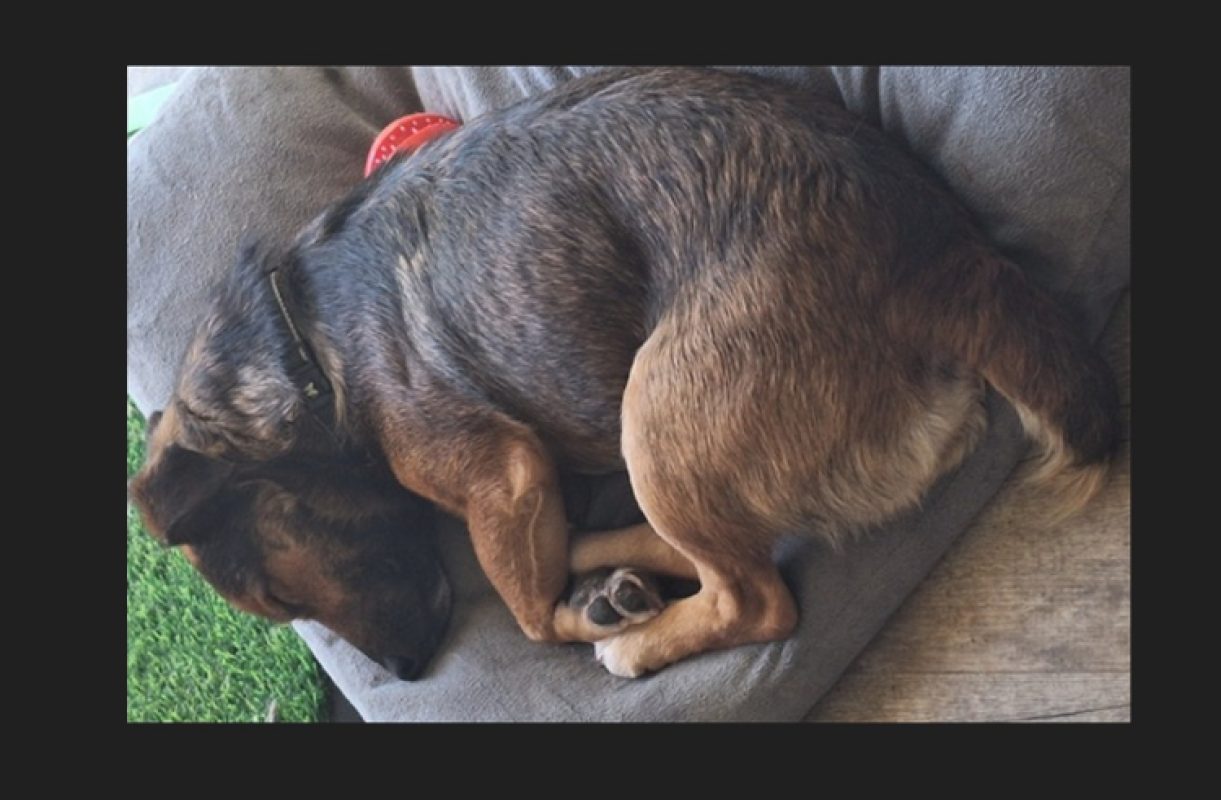 Baguy - Chien Teckel à adopter - photo 2