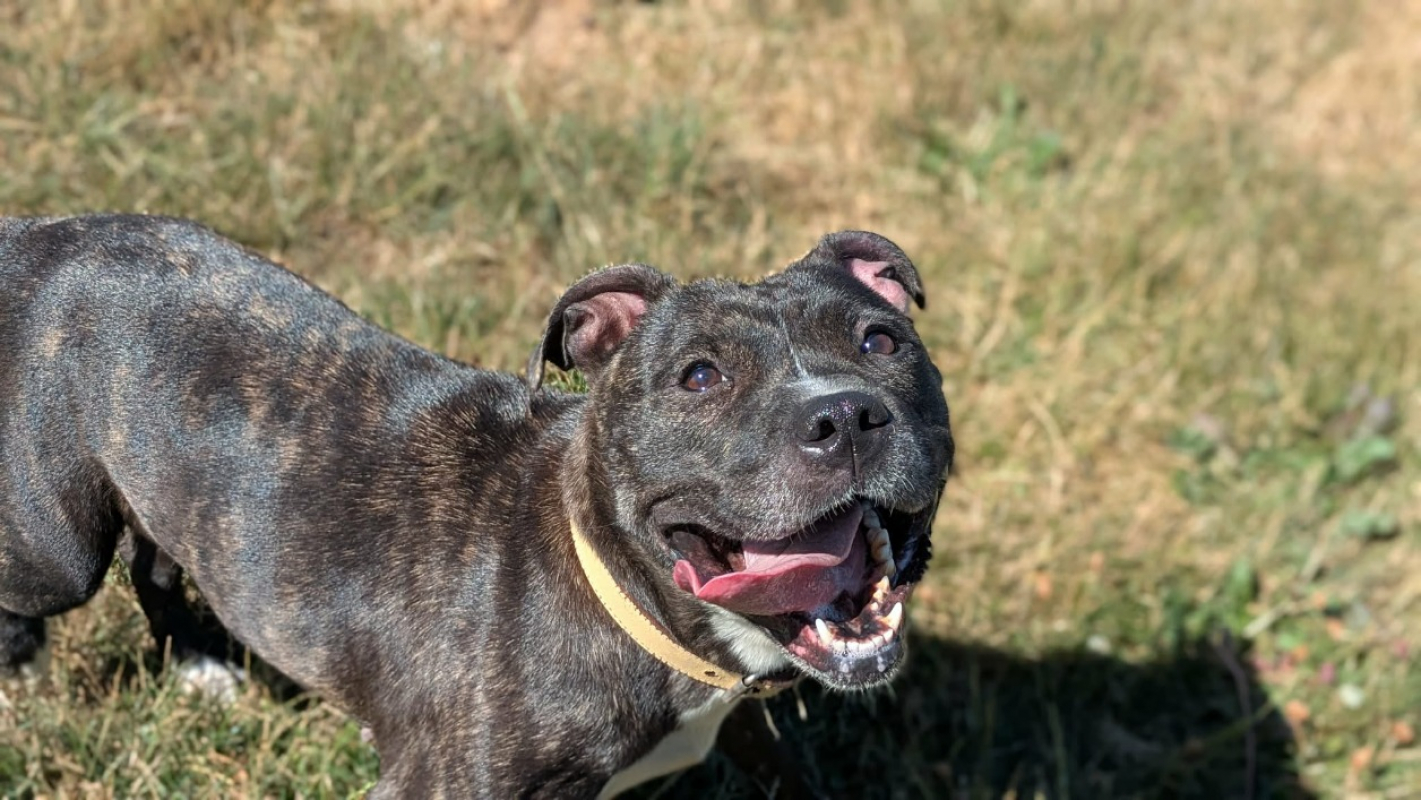 Tika - Chien Staffordshire Bull Terrier à adopter