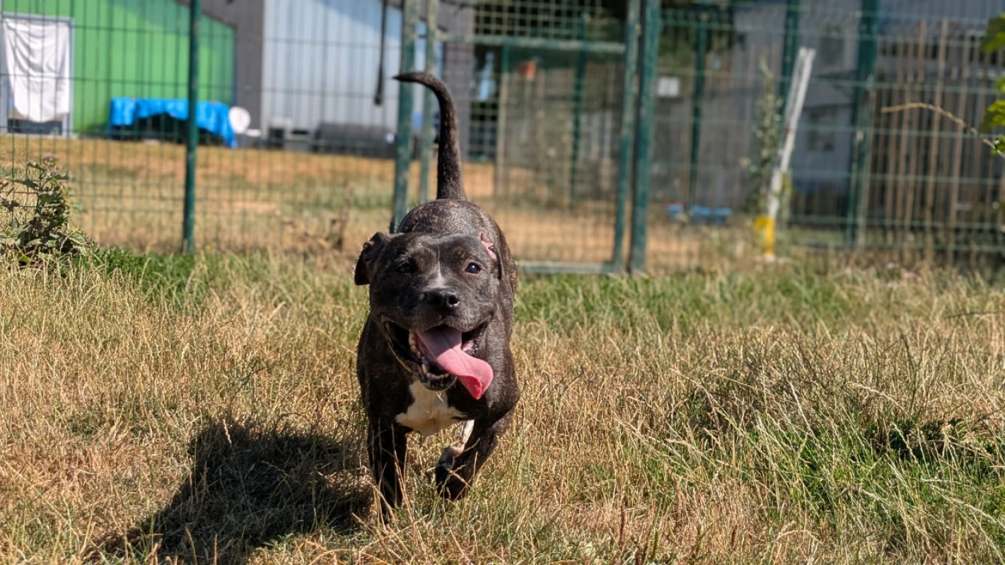 Tika - Chien Staffordshire Bull Terrier à adopter - photo 2