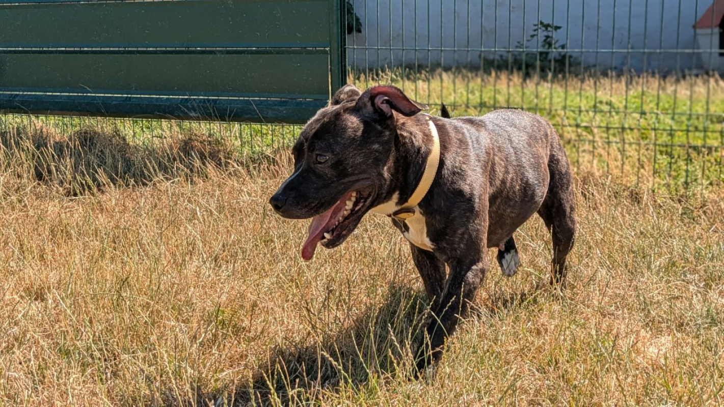 Tika - Chien Staffordshire Bull Terrier à adopter - photo 3