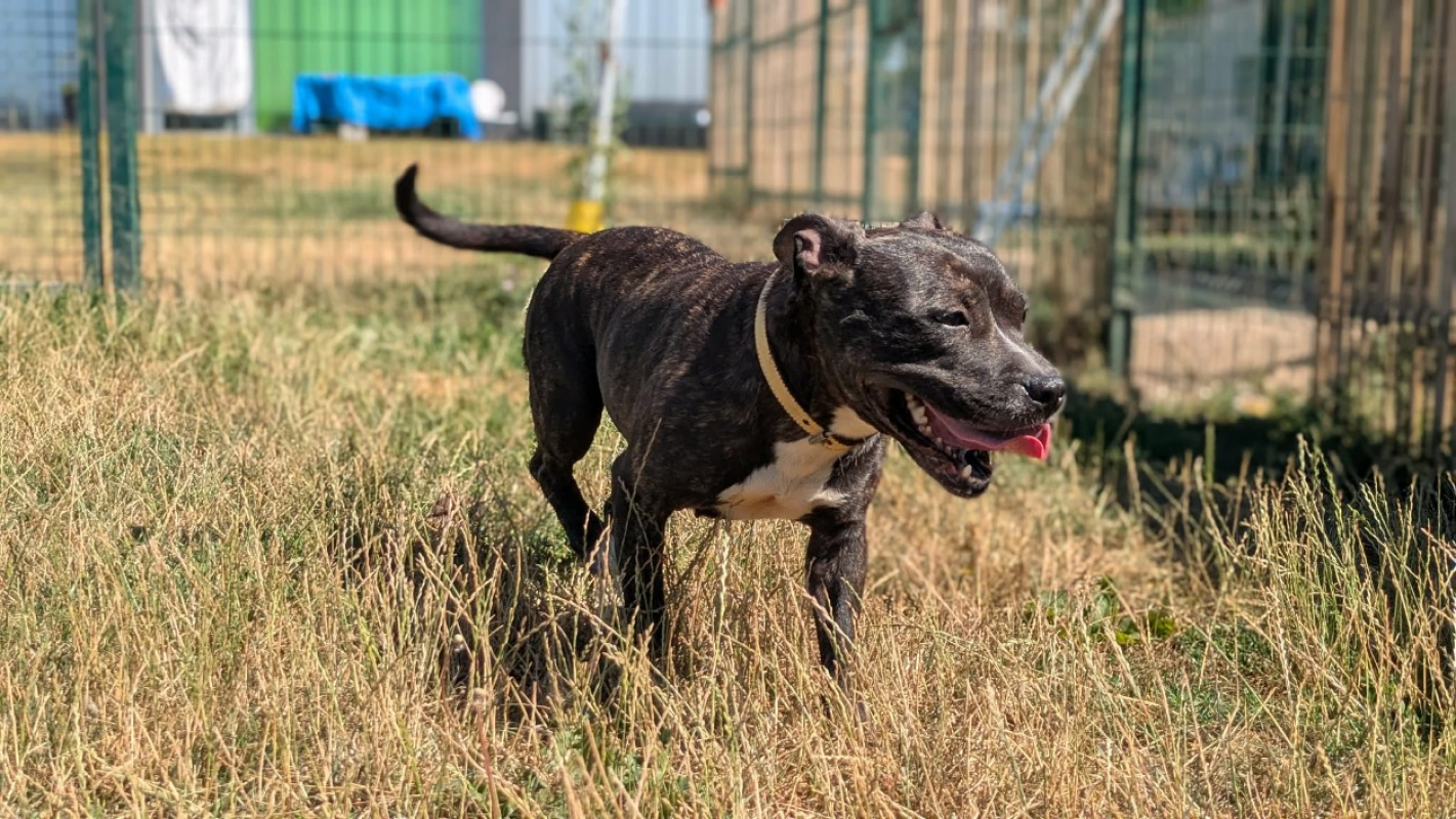 Tika - Chien Staffordshire Bull Terrier à adopter - photo 5