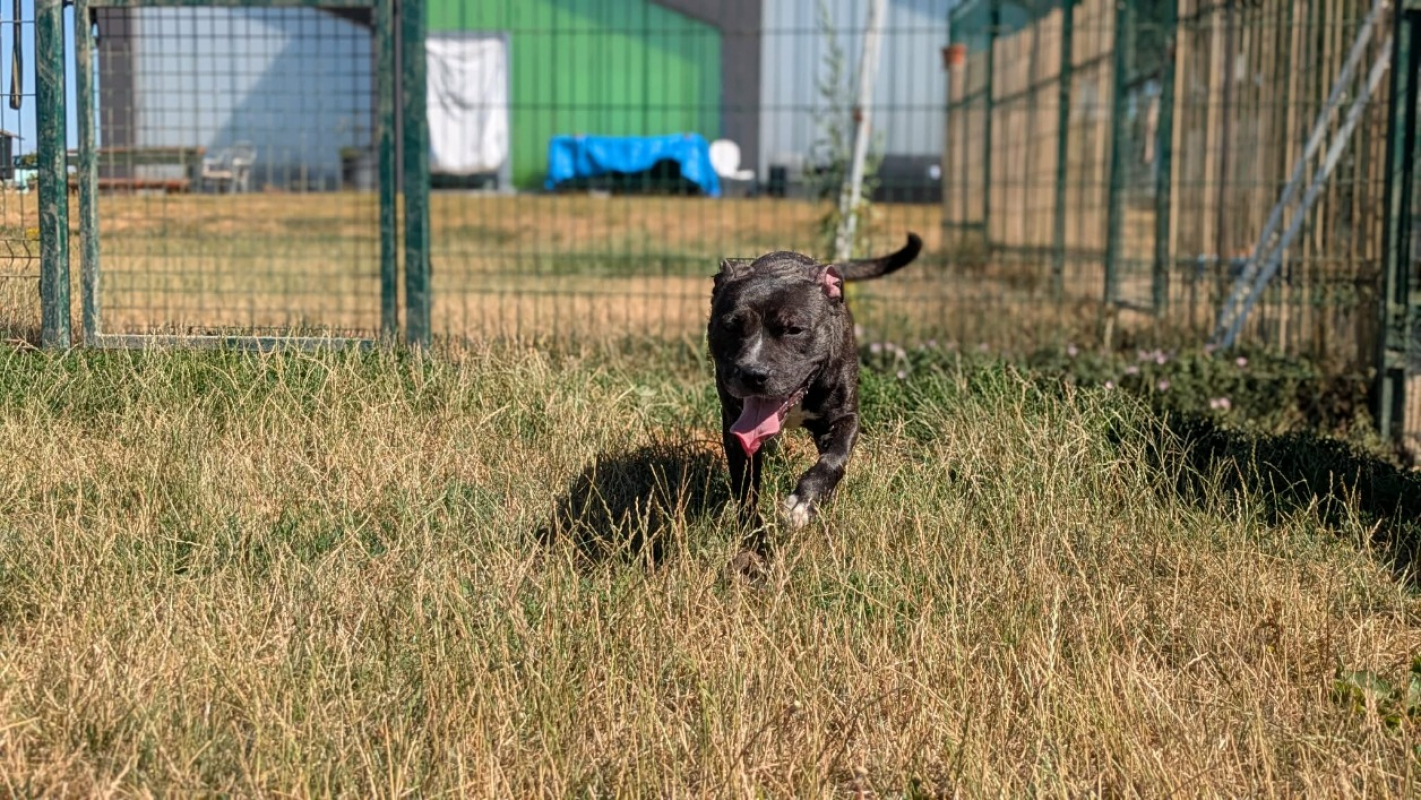 Tika - Chien Staffordshire Bull Terrier à adopter - photo 6