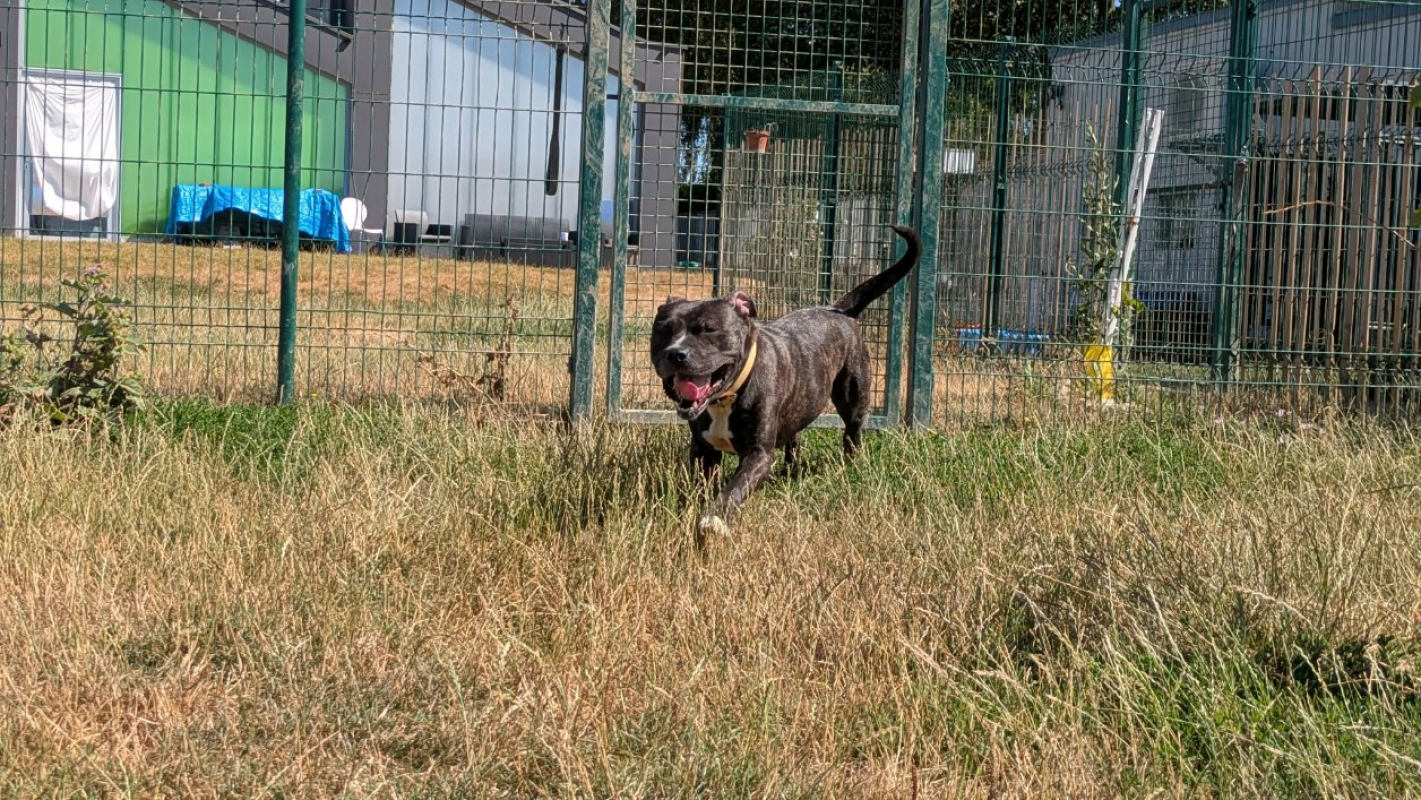 Tika - Chien Staffordshire Bull Terrier à adopter - photo 8
