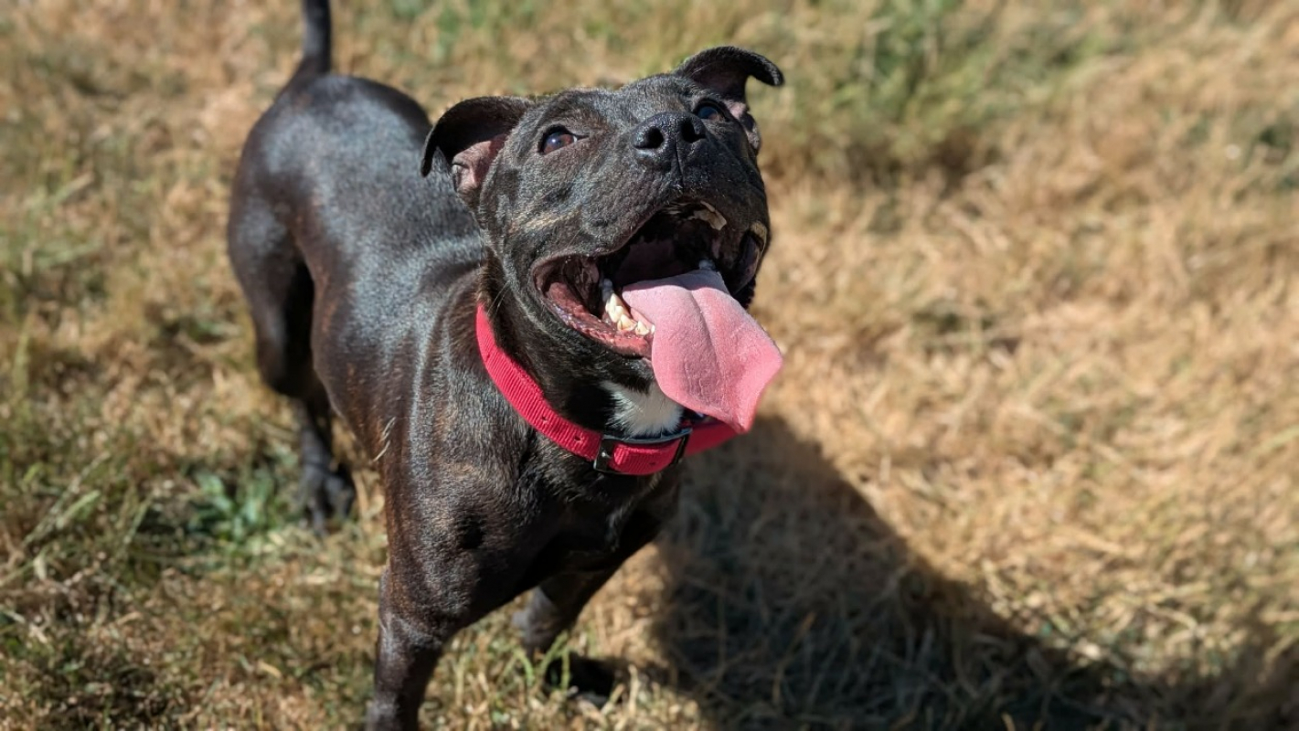 Pako - Chien Staffordshire Bull Terrier à adopter - photo 2