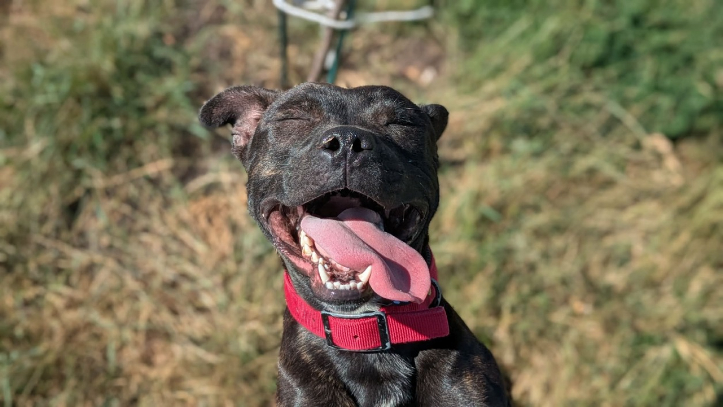 Pako - Chien Staffordshire Bull Terrier à adopter - photo 3