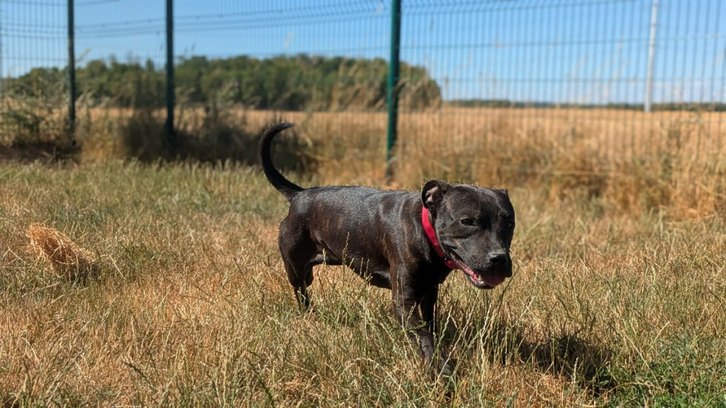 Pako - Chien Staffordshire Bull Terrier à adopter - photo 4