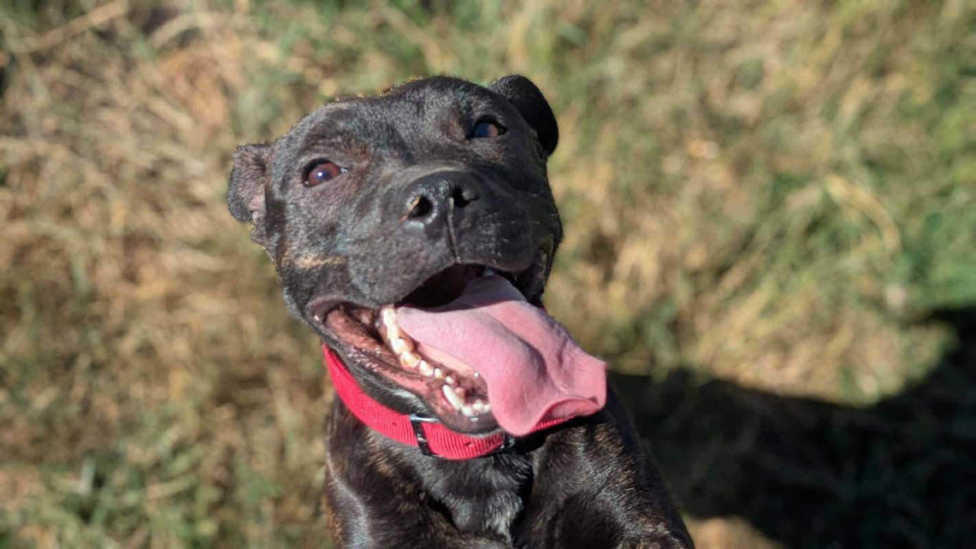 Pako - Chien Staffordshire Bull Terrier à adopter - photo 6