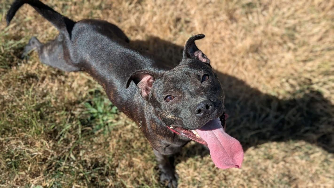 Pako - Chien Staffordshire Bull Terrier à adopter - photo 8
