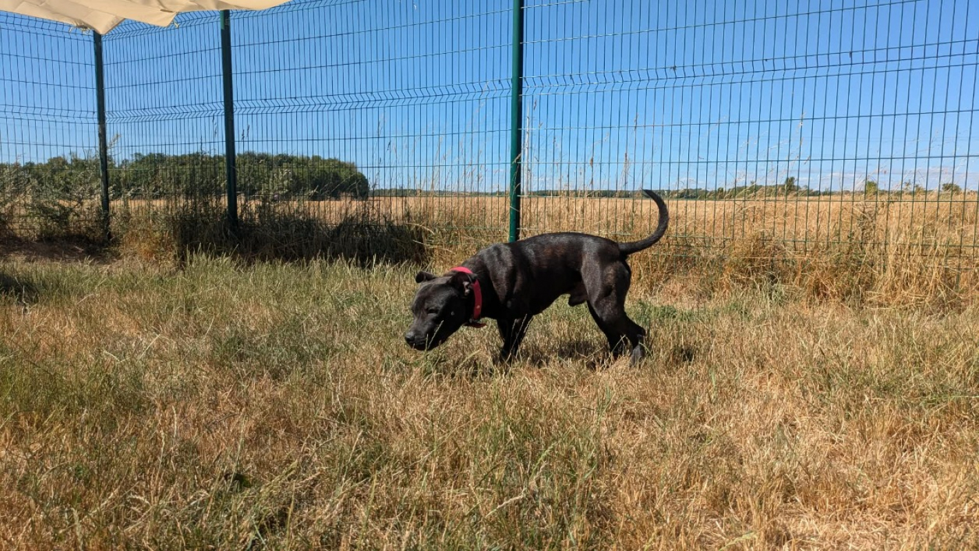 Pako - Chien Staffordshire Bull Terrier à adopter - photo 9