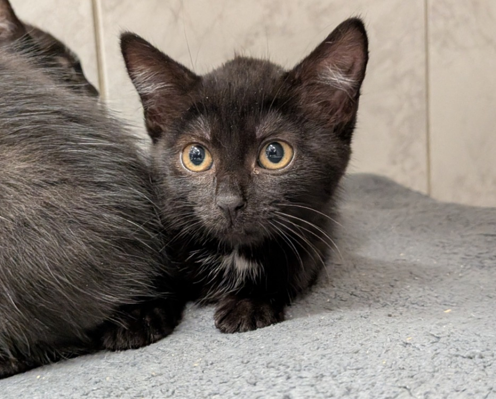 Ambre - Chat Européen à adopter