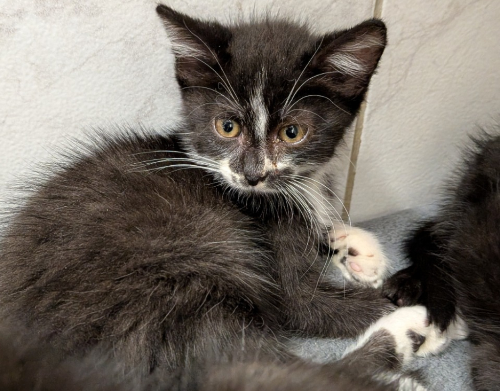Tarzan - Chat Européen à adopter