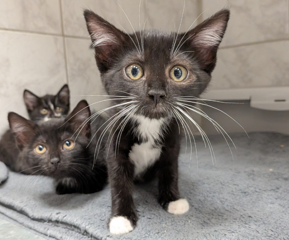 Moka - Chat Européen à adopter