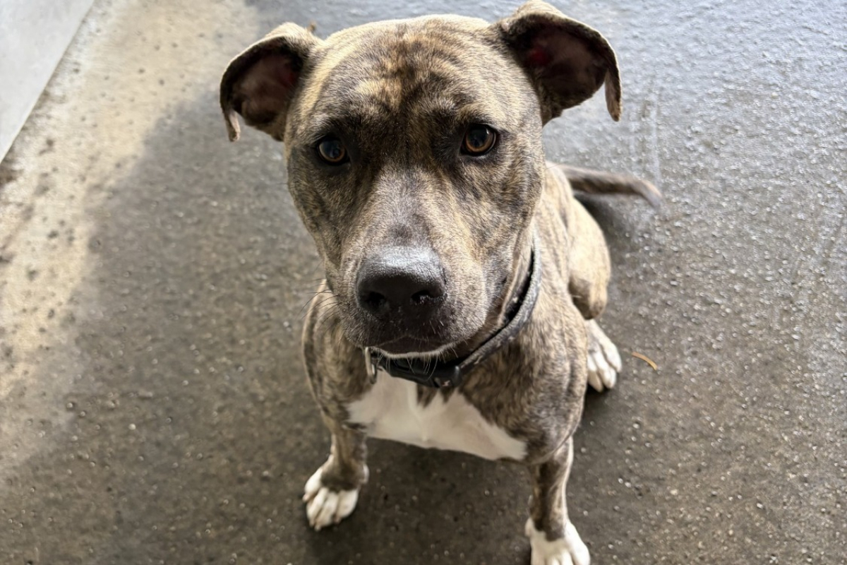 Thanos - Chien à adopter