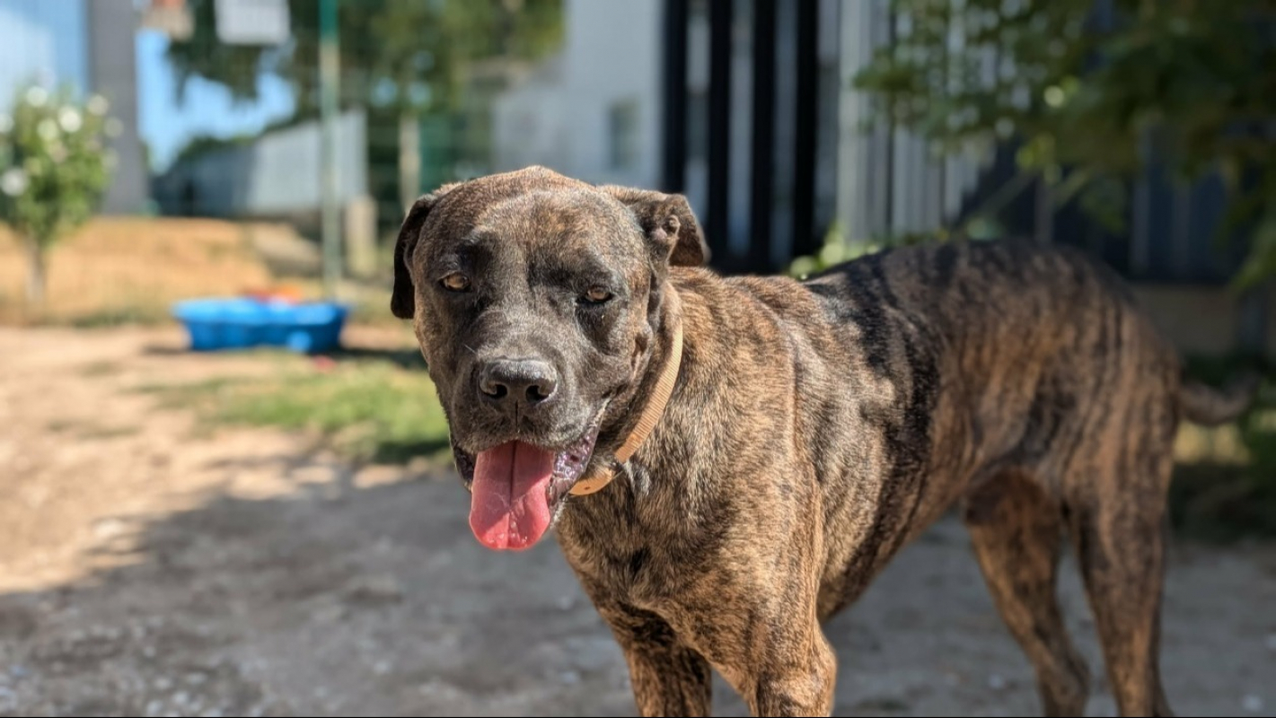James - Chien à adopter