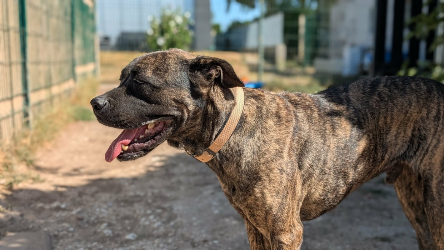 James - Chien à adopter - photo 6