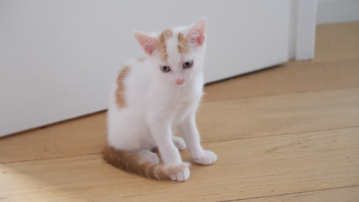 Elidjah - Chat Européen à adopter
