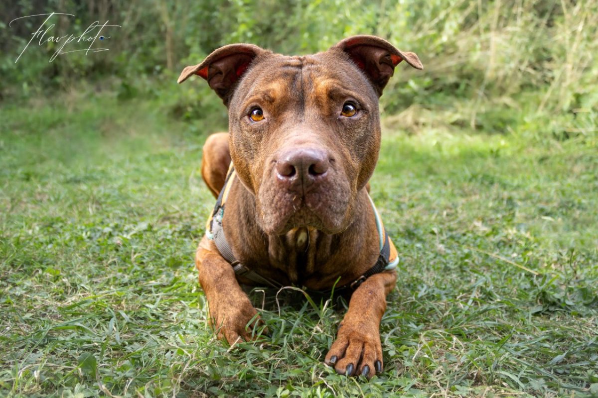 Cooper - Chien à adopter