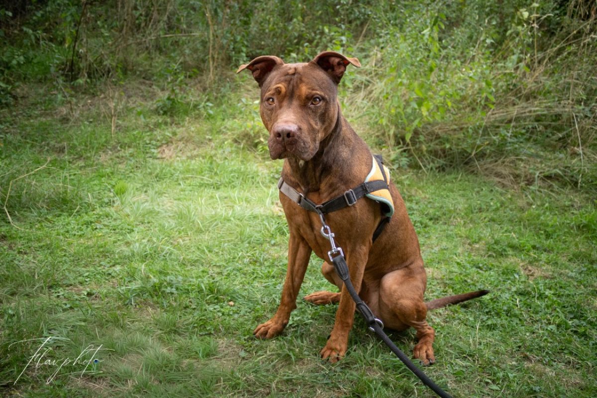 Cooper - Chien à adopter - photo 2
